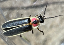 Firefly Image