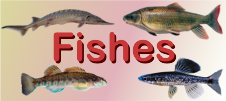 Fishes Banner