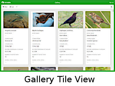 Gallery Tile View