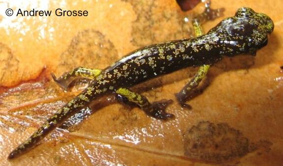 Aneides aeneus